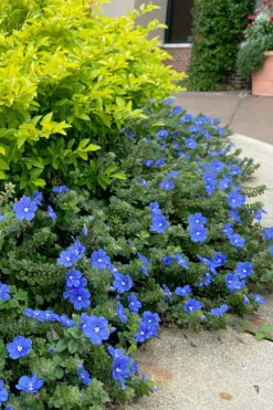 Blue My Mind Evolvulus (Blue Daze) - 1 Gallon Pot