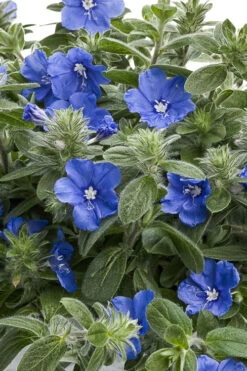 Blue My Mind Evolvulus (Blue Daze) - 1 Gallon Pot -Wilson Bros Garden evolvulus blue my mind blue daze 6