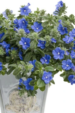 Blue My Mind Evolvulus (Blue Daze) - 1 Gallon Pot -Wilson Bros Garden evolvulus blue my mind blue daze 7