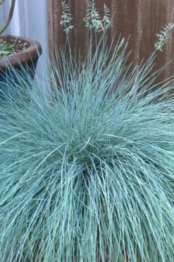 Beyond Blue Festuca (Fescue) - 1 Gallon Pot -Wilson Bros Garden festuca beyond blue fescue 100 1