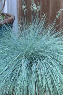 Beyond Blue Festuca (Fescue) - 6 Pack Of 1 Gallon Pots -Wilson Bros Garden festuca beyond blue fescue 100