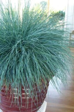 Beyond Blue Festuca (Fescue) - 1 Gallon Pot -Wilson Bros Garden festuca beyond blue fescue 101 1