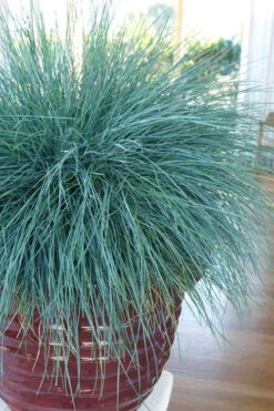 Beyond Blue Festuca (Fescue) - 6 Pack Of 1 Gallon Pots -Wilson Bros Garden festuca beyond blue fescue 101