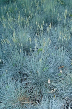 Beyond Blue Festuca (Fescue) - 6 Pack Of 1 Gallon Pots -Wilson Bros Garden festuca beyond blue fescue 102