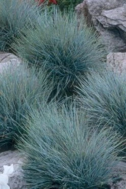 Blue Fescue Grass (Festuca Glauca) - 10 Pack Of Quart Pots -Wilson Bros Garden festuca glauca blue fescue grass 14