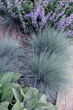 Blue Fescue Grass (Festuca Glauca) - 1 Gallon Pot -Wilson Bros Garden festuca glauca blue fescue grass 7 2