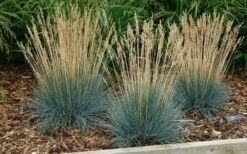 Beyond Blue Festuca (Fescue) - 3 Pack Of Quart Pots -Wilson Bros Garden festuca20beyond20blue