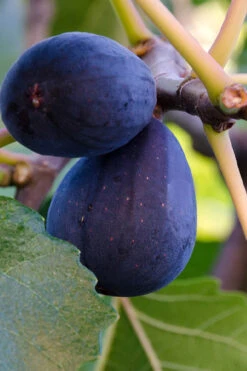 Black Mission Fig Tree - 1 Gallon Pot 11 Black Mission Fig Tree - 1 Gallon Pot -Wilson Bros Garden ficus carica black mission fig tree 20 2