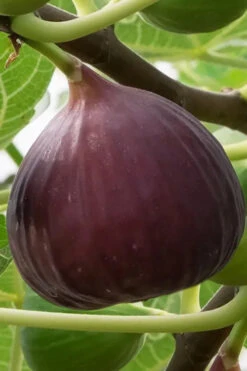 Brown Turkey Fig Tree (Single Trunk Tree Form) - 5 Gallon Pot 11 Brown Turkey Fig Tree (Single Trunk Tree Form) - 5 Gallon Pot -Wilson Bros Garden ficus carica brown turkey fig tree 10 1