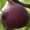Brown Turkey Fig Tree - 3 Gallon Pot -Wilson Bros Garden ficus carica brown turkey fig tree 10 2