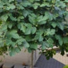 Brown Turkey Fig Tree (Single Trunk Tree Form) - 5 Gallon Pot -Wilson Bros Garden ficus carica brown turkey single trunk fig tree 1
