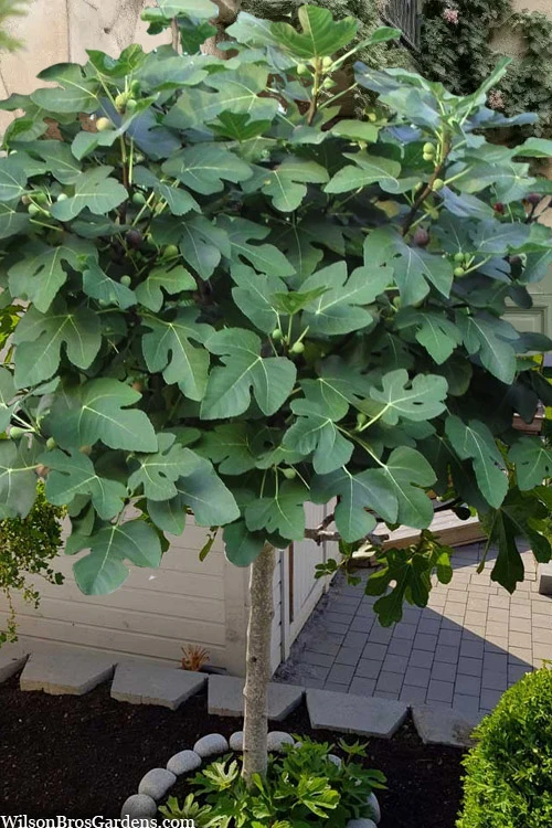 Brown Turkey Fig Tree (Single Trunk Tree Form) - 5 Gallon Pot 3 Brown Turkey Fig Tree (Single Trunk Tree Form) - 5 Gallon Pot