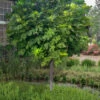 Celeste Fig Tree (Single Trunk Tree Form)- 3 Gallon Pot -Wilson Bros Garden ficus carica celeste fig tree single trunk tree form 5