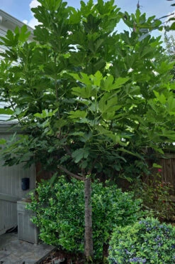 Chicago Cold Hardy Fig (Single Trunk Tree Form) - 5 Gallon Pot
