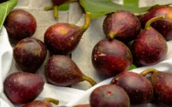 Little Ruby Dwarf Fig Tree - 3 Gallon Pot -Wilson Bros Garden ficus carica little ruby fig tree 2