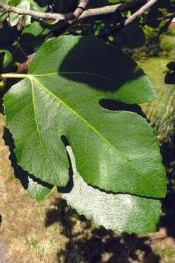 Little Ruby Dwarf Fig Tree - 3 Gallon Pot -Wilson Bros Garden ficus carica little ruby fig tree 3