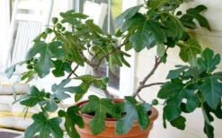 Little Ruby Dwarf Fig Tree - 3 Gallon Pot -Wilson Bros Garden ficus carica little ruby fig tree 4