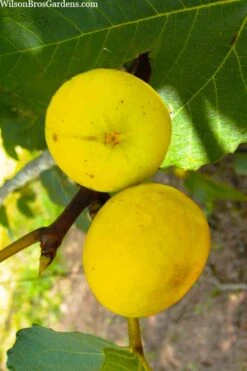 LSU Gold Fig Tree - 3 Gallon Pot 13 LSU Gold Fig Tree - 3 Gallon Pot -Wilson Bros Garden ficus carica lsu gold fig tree 1 2