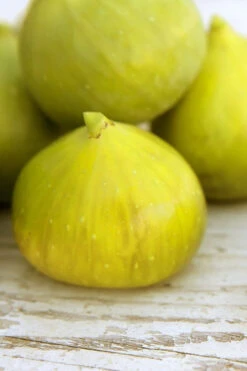 LSU Gold Fig Tree - 3 Gallon Pot -Wilson Bros Garden ficus carica lsu gold fig tree 2 1