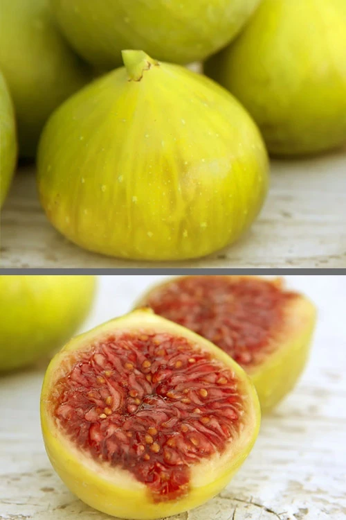 LSU Gold Fig Tree - 5 Gallon Pot 3 LSU Gold Fig Tree - 5 Gallon Pot