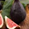 Violette De Bordeaux Fig Tree - 3 Gallon Pot -Wilson Bros Garden ficus carica violette de bordeaux fig tree 1