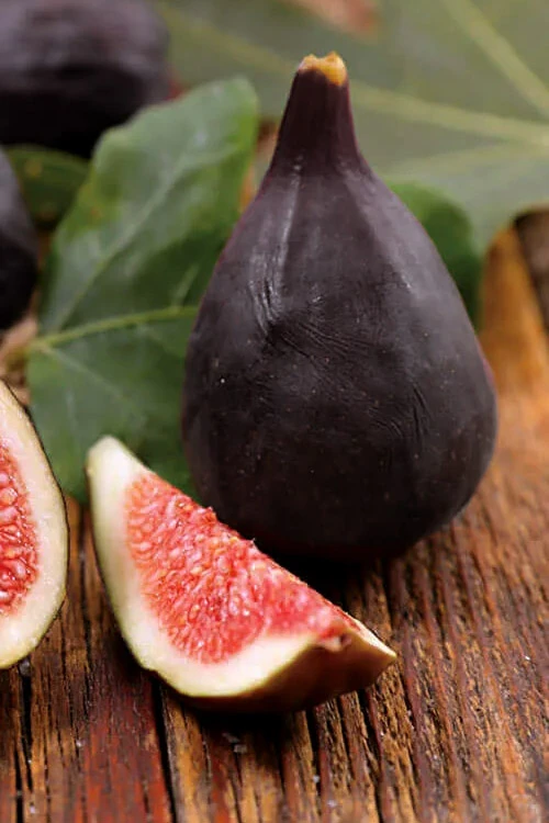 Violette De Bordeaux Fig Tree - 3 Gallon Pot 3 Violette De Bordeaux Fig Tree - 3 Gallon Pot