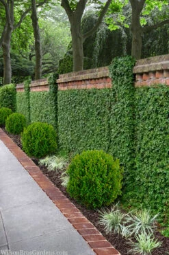 Creeping Fig - Ficus Pumila - 3 Pack Of Pint Pots -Wilson Bros Garden ficus pumila green creeping fig 100 5