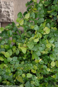Creeping Fig (Ficus Pumila) - 1 Gallon Pot -Wilson Bros Garden ficus pumila green creeping fig 103