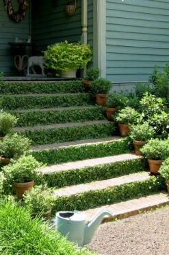 Creeping Fig (Ficus Pumila) - 5 Pack Of 4" Pint Pots -Wilson Bros Garden ficus pumila green creeping fig 105 2