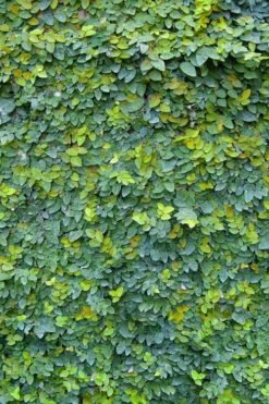 Creeping Fig (Ficus Pumila) - 18 Pack Of Pint Pots -Wilson Bros Garden ficus pumila green creeping fig 106 1