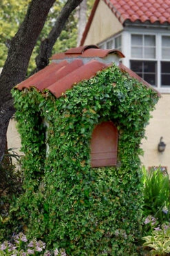 Creeping Fig - Ficus Pumila - 3 Pack Of Pint Pots -Wilson Bros Garden ficus pumila green creeping fig 107 5