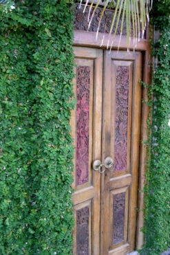 Creeping Fig (Ficus Pumila) - 10 Pack Of Pint Pots -Wilson Bros Garden ficus pumila green creeping fig 108 4