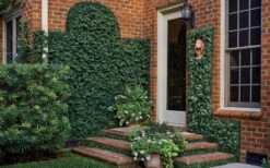 Creeping Fig (Ficus Pumila) - 1 Gallon Pot -Wilson Bros Garden ficus pumila green creeping fig 109