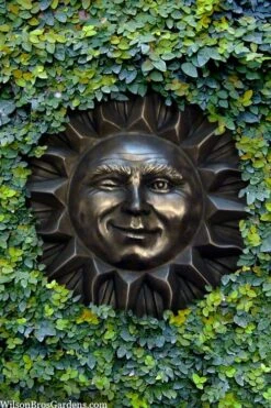 Creeping Fig (Ficus Pumila) - 5 Pack Of Quart Pots -Wilson Bros Garden ficus pumila green creeping fig 110 3