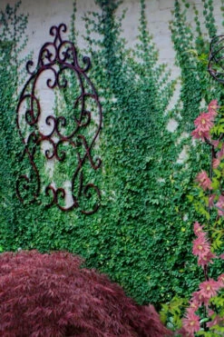 Creeping Fig (Ficus Pumila) - 1 Gallon Pot -Wilson Bros Garden ficus pumila green creeping fig 112