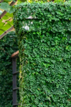 Creeping Fig (Ficus Pumila) - 10 Pack Of Pint Pots -Wilson Bros Garden ficus pumila green creeping fig 113 4