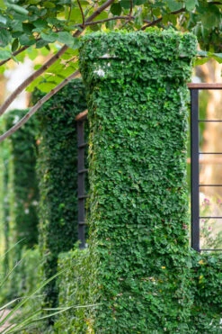 Creeping Fig (Ficus Pumila) - 18 Pack Of Pint Pots