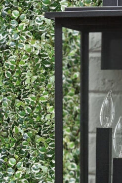 Variegated Creeping Fig - Ficus Pumila 'Variegata' - 6 Pack Of Pint Pots -Wilson Bros Garden ficus pumila variegata creeping fig 101 2