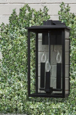 Variegated Creeping Fig - Ficus Pumila 'Variegata' - 5 Pack Of Pint Pots -Wilson Bros Garden ficus pumila variegata creeping fig 102