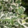 Variegated Creeping Fig (Ficus Pumila 'Variegata') - 10 Pack Of 4" Pint Pots -Wilson Bros Garden ficus pumila variegata creeping fig 103 1