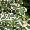Variegated Creeping Fig - Ficus Pumila 'Variegata' - 5 Pack Of Pint Pots -Wilson Bros Garden ficus pumila variegata creeping fig 103