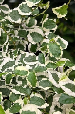 Variegated Creeping Fig - Ficus Pumila 'Variegata' - 6 Pack Of Pint Pots