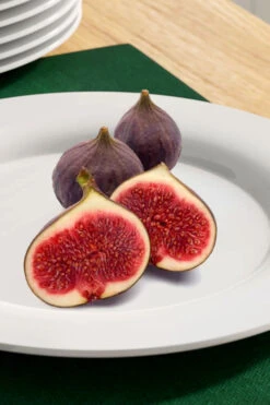 Texas Everbearing Fig Tree - 3 Gallon Pot 13 Texas Everbearing Fig Tree - 3 Gallon Pot -Wilson Bros Garden fig texas everbearing 11