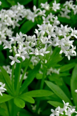 Sweet Woodruff (Galium Odoratum) - 5 Pack Of Quart Pots -Wilson Bros Garden galium odoratum sweet woodruff 3