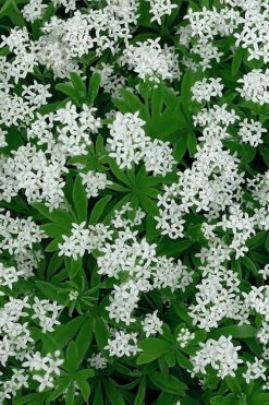 Sweet Woodruff (Galium Odoratum) - 5 Pack Of Quart Pots -Wilson Bros Garden galium odoratum sweet woodruff 5