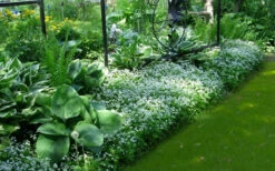 Sweet Woodruff (Galium Odoratum) - 5 Pack Of Quart Pots -Wilson Bros Garden galium odoratum sweet woodruff 6