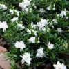 Radicans Creeping Dwarf Gardenia - 3 Gallon Pot -Wilson Bros Garden gardenia creeping 22 1