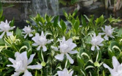 Crescent Moon Dwarf Gardenia - 1 Gallon Pot -Wilson Bros Garden gardenia jasminoides crescent moon dwarf creeping 2 1