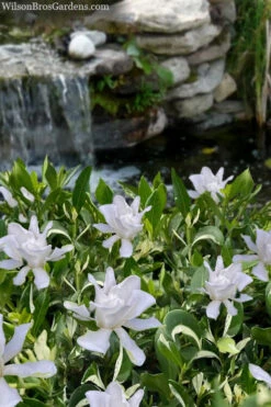 Crescent Moon Dwarf Gardenia - 6 Pack Of 1 Gallon Pots