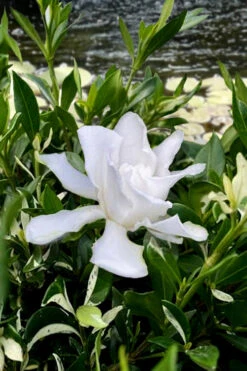 Crescent Moon Dwarf Gardenia - 6 Pack Of 1 Gallon Pots -Wilson Bros Garden gardenia jasminoides crescent moon dwarf creeping 6